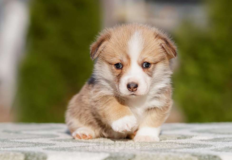 Собаки в Санкт-Петербурге: Щенки Вельш Корги Пемброк Мальчик, 60 000 руб. - фото 3