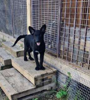 Собаки в Москве: Бывшедомашний малыш ищет дом! Мальчик, Бесплатно - фото 2