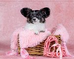 Собаки в Омске: щенок папийона Goldstyle Glory Rapunzel/ отличная родословная, документы РКФ, клеймо Девочка, 80 000 руб. - фото 3