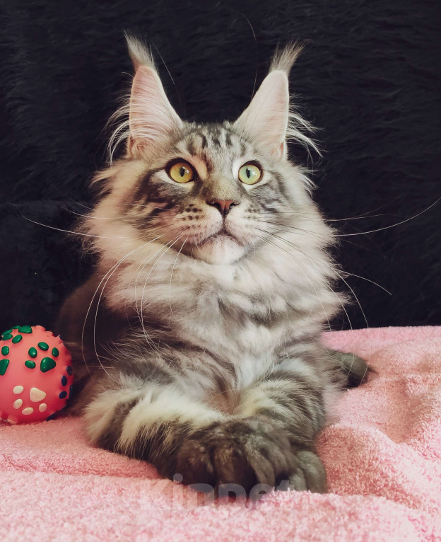 Кошки в Казани: Котик Арон Мальчик, Бесплатно - фото 3