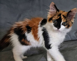 Кошки в Волгограде: Котенок девочка Девочка, Бесплатно - фото 3