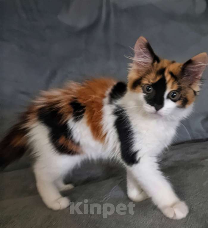 Кошки в Волгограде: Котенок девочка Девочка, Бесплатно - фото 3