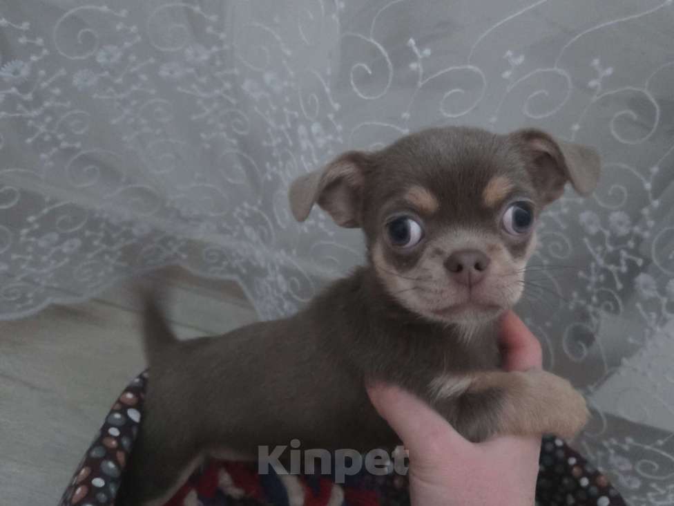 Собаки в Кашире: Продам собаку Девочка, 115 000 руб. - фото 2