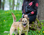 Собаки в Москве: Домашний пёсик в добрые руки Мальчик, Бесплатно - фото 3