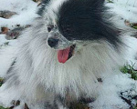 Собаки в Пятигорске: Мраморная девочка  Девочка, 27 500 руб. - фото 6