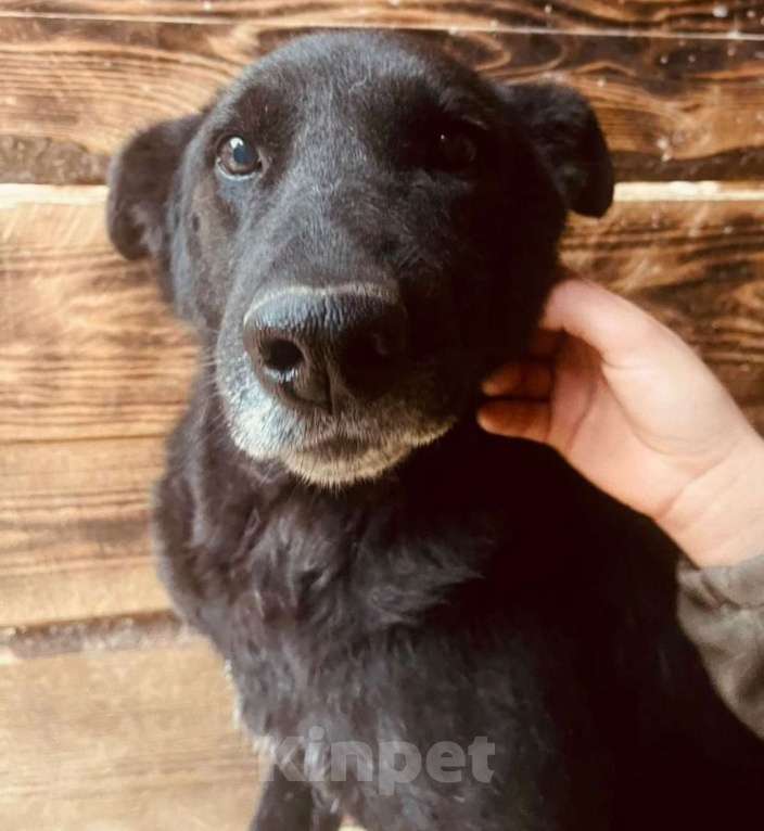 Собаки в других городах Владимирской области: Мудрый Джек в добрые ручки! Мальчик, Бесплатно - фото 1