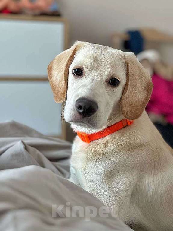 Собаки в Рязани: Ищет дом Баки — солнечный щенок, метис бигля  Мальчик, 10 руб. - фото 1