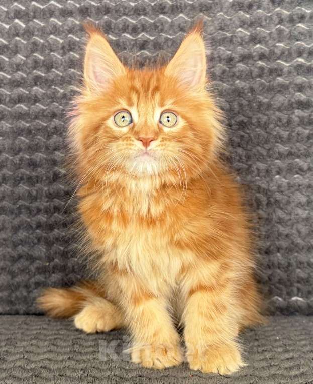 Кошки в Санкт-Петербурге: Uran Paw Winner Мальчик, 80 000 руб. - фото 4