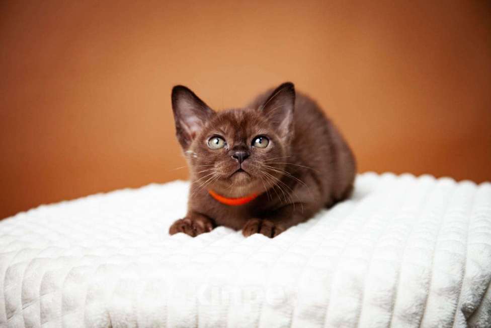 Кошки в Москве: Котята европейской Бурмы  Мальчик, 50 000 руб. - фото 4