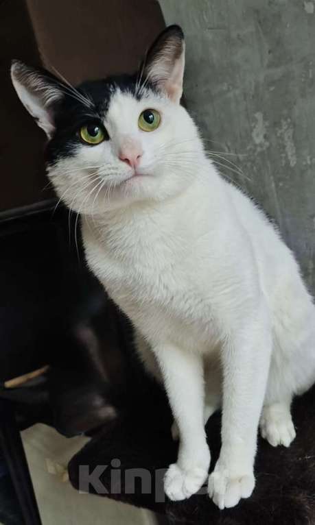 Кошки в Москве: Зеленоглазый кот в добрые руки Мальчик, 10 руб. - фото 6