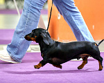 Собаки в Новотроицке: Вязка такса миниатюрная гладкошерстная Мальчик, 20 000 руб. - фото 3