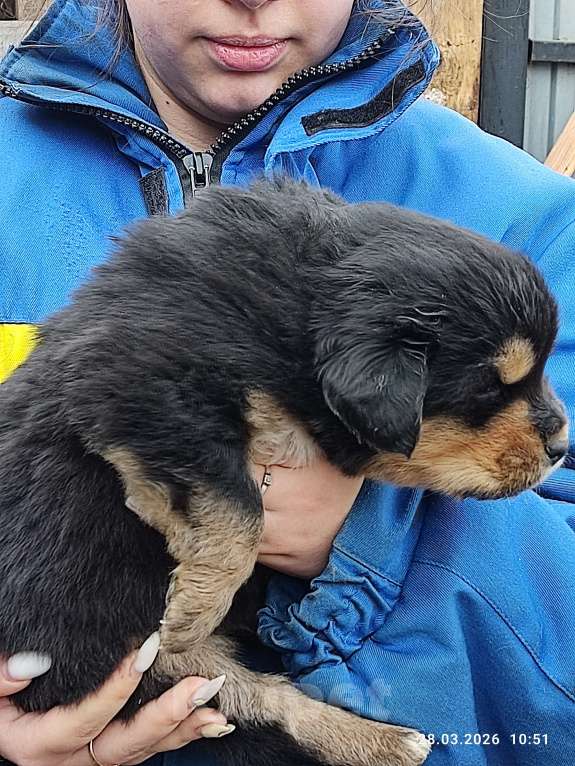 Собаки в Артемовском: Щенки банхара Разнополые, 10 000 руб. - фото 1