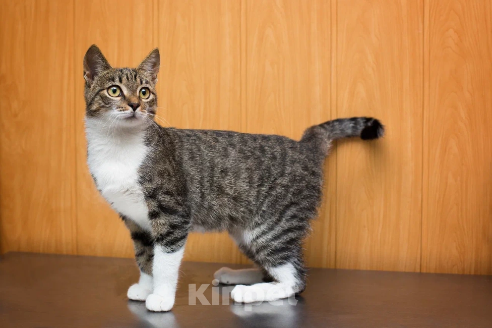 Кошки в Москве: Ласковый котенок Василек в добрые руки Мальчик, Бесплатно - фото 2