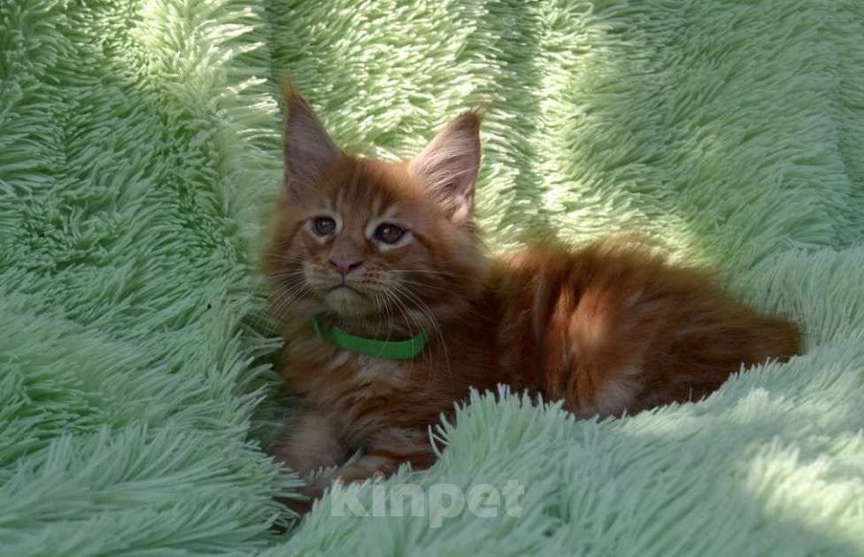 Кошки в Иркутске: Котенок мейн-кун. Мальчик, 35 000 руб. - фото 1