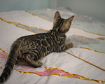 Кошки в Москве: Бенгальский котёнок Мальчик, 25 000 руб. - фото 4