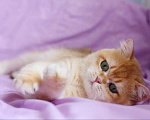 Кошки в Москве: Молодой британский котик Мальчик, 5 000 руб. - фото 2