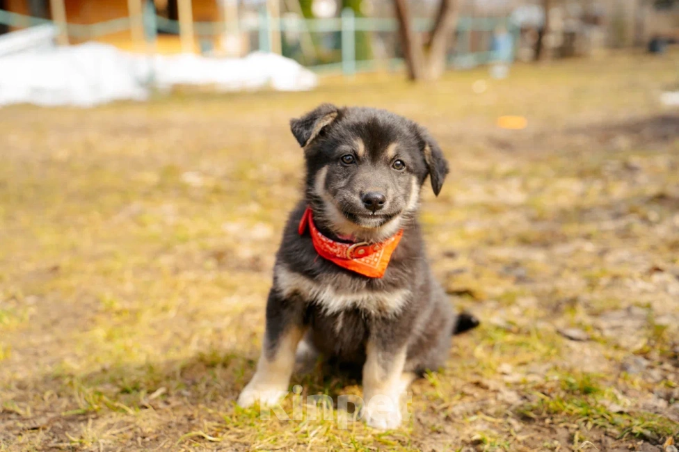 Собаки в Красногорске: Щенок девочка Юкки ищет дом Девочка, Бесплатно - фото 9