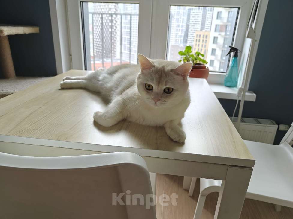 Кошки в Москве: Британский короткошёрстный домашний кот ищет новых хозяев Мальчик, Бесплатно - фото 5