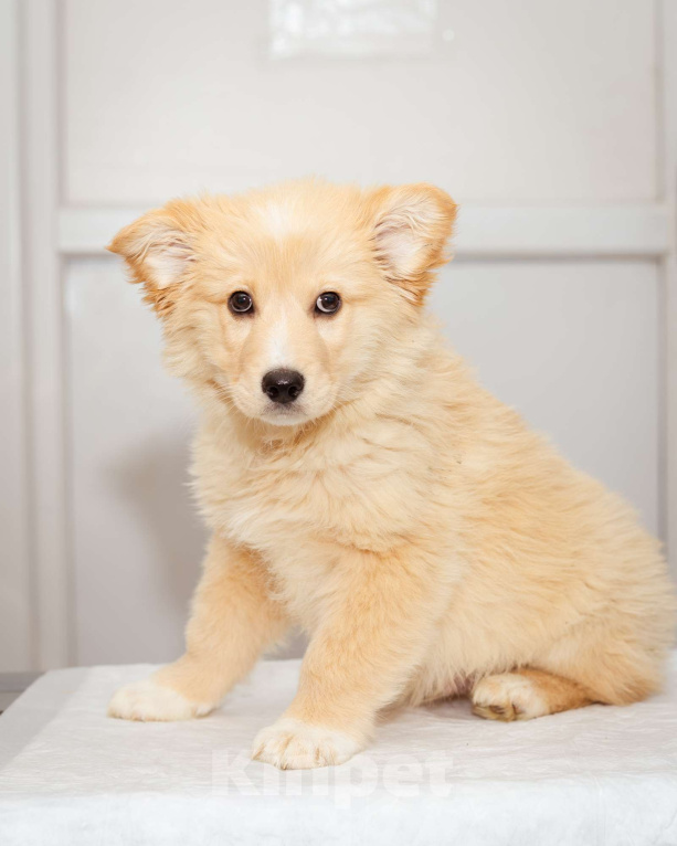 Собаки в Москве: Щенок-мальчик в добрые руки Мальчик, Бесплатно - фото 7