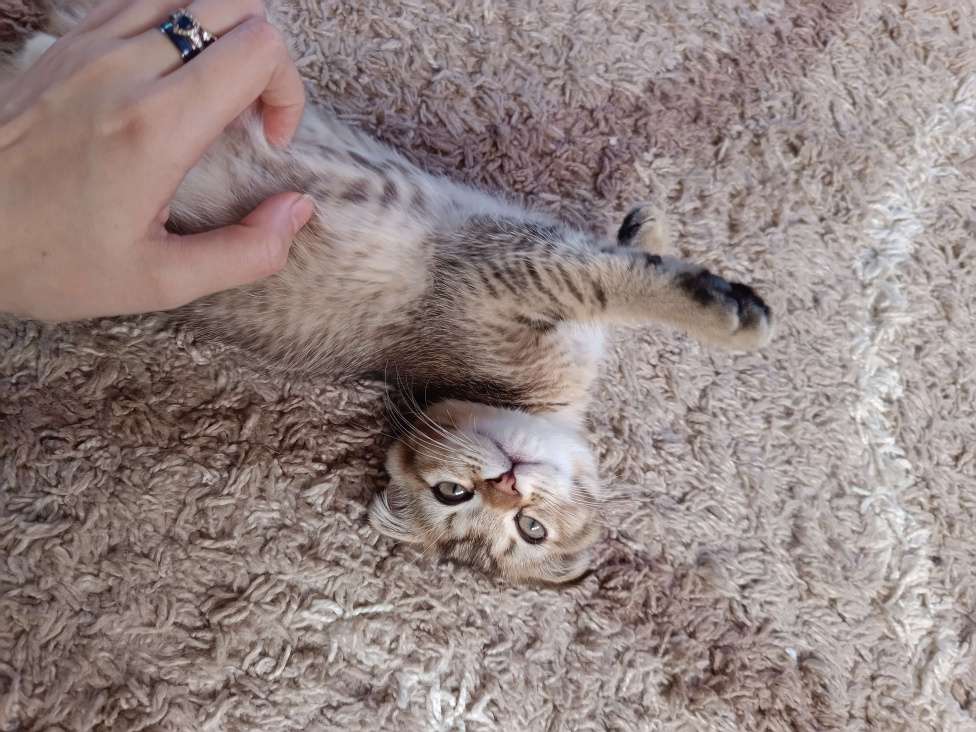 Кошки в Екатеринбурге: Вислоухий мальчик окраса ny25 Мальчик, 13 000 руб. - фото 4