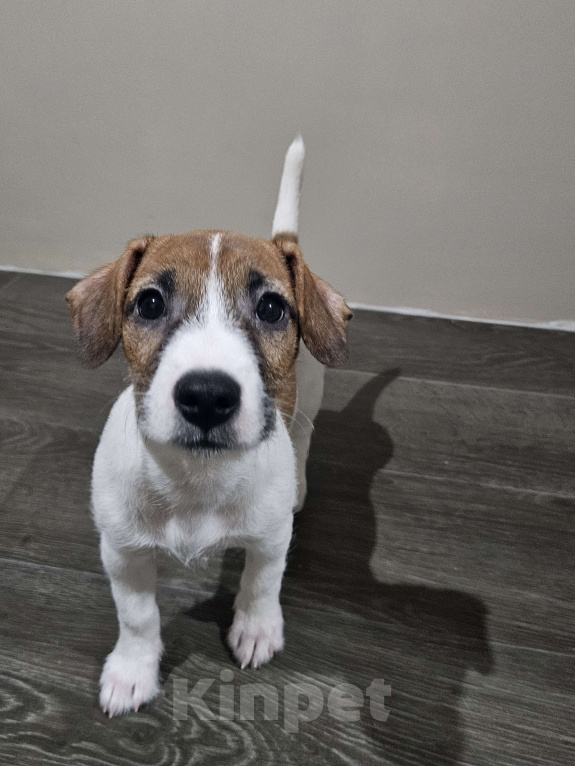 Собаки в Высоковске: Джек-рассел терьер Мальчик, 45 000 руб. - фото 1