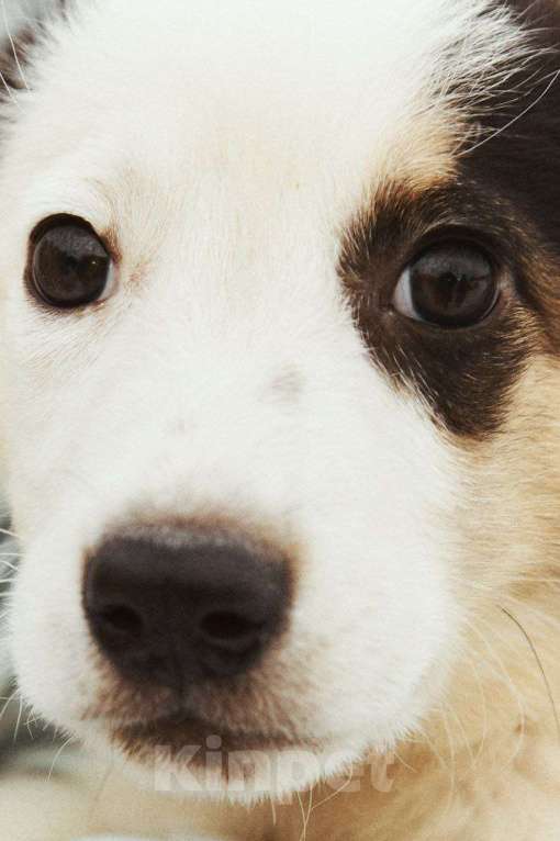 Собаки в Тюмени: Отдам щенка в добрые руки Девочка, Бесплатно - фото 2