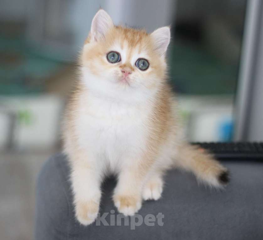 Кошки в Москве: Dolce Vita Девочка, 49 000 руб. - фото 4