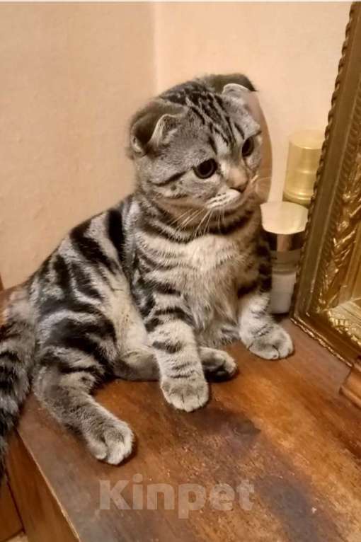 Кошки в Москве: Шотландский вислоухий котёнок  Мальчик, 10 000 руб. - фото 2