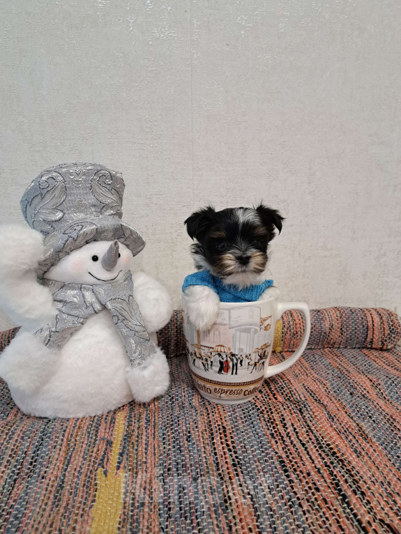 Собаки в Москве: Мини мальчик  Мальчик, 60 000 руб. - фото 1