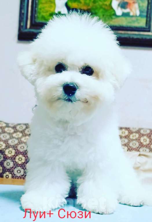 Собаки в Казани: Бишон в добрые руки Мальчик, Бесплатно - фото 1
