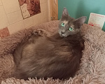 Кошки в Королеве: котенок Серафима в добрые руки Девочка, Бесплатно - фото 5