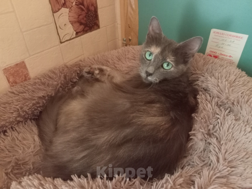 Кошки в Королеве: котенок Серафима в добрые руки Девочка, Бесплатно - фото 5
