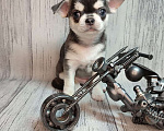Собаки в Ейске: щенки Чихуахуа Мальчик, Бесплатно - фото 1