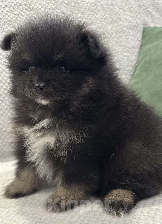 Собаки в Москве: Померанский шпиц мишка Девочка, 25 000 руб. - фото 5