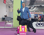 Собаки в Москве: Ризеншнауцер кобель чемпион для вязки  Мальчик, 20 000 руб. - фото 3