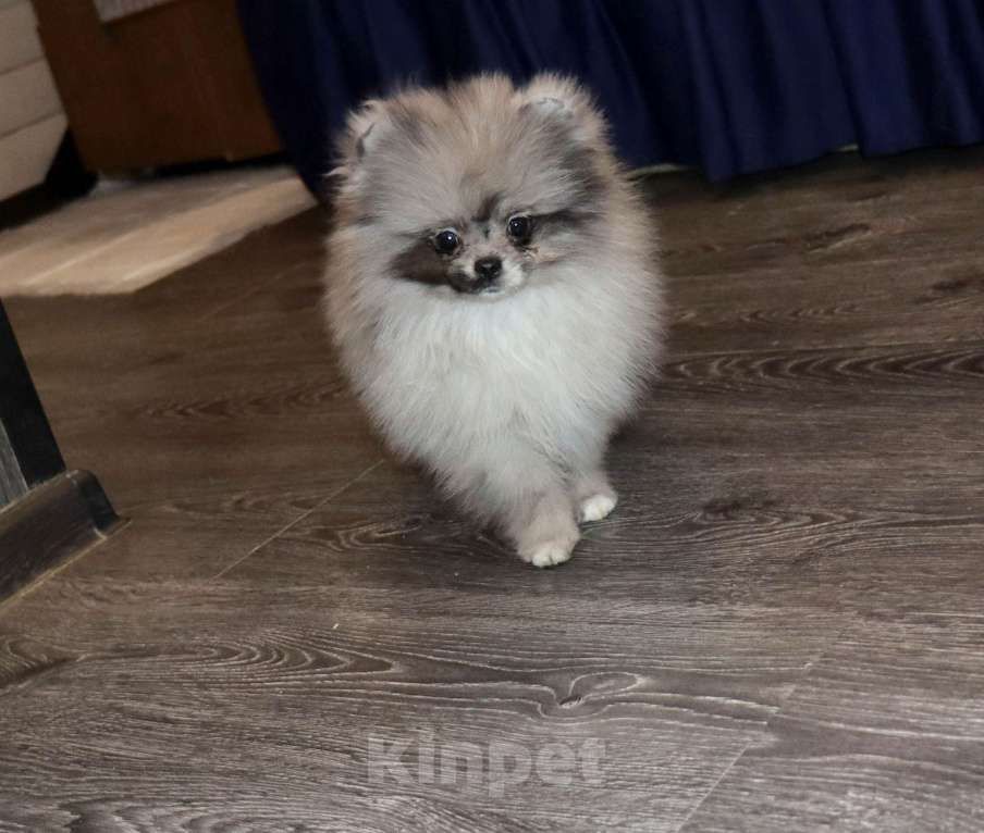 Собаки в Москве: Самая РОСКОШНАЯ крошка шпица Девочка, 75 000 руб. - фото 2