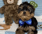Собаки в Москве: Йоркширский терьер мальчик Мальчик, 60 000 руб. - фото 2