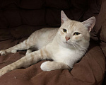 Кошки в Рязани: Котик в добрые руки Мальчик, Бесплатно - фото 3