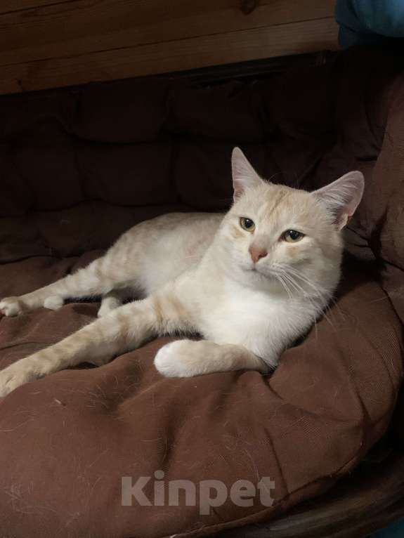 Кошки в Рязани: Котик в добрые руки Мальчик, Бесплатно - фото 3