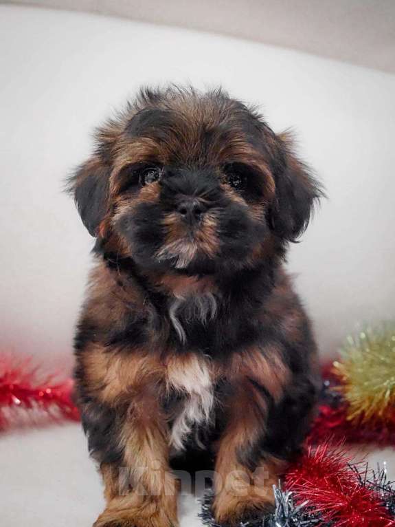 Собаки в Москве: Самые милые щеночки для Вас! Мальчик, Бесплатно - фото 4