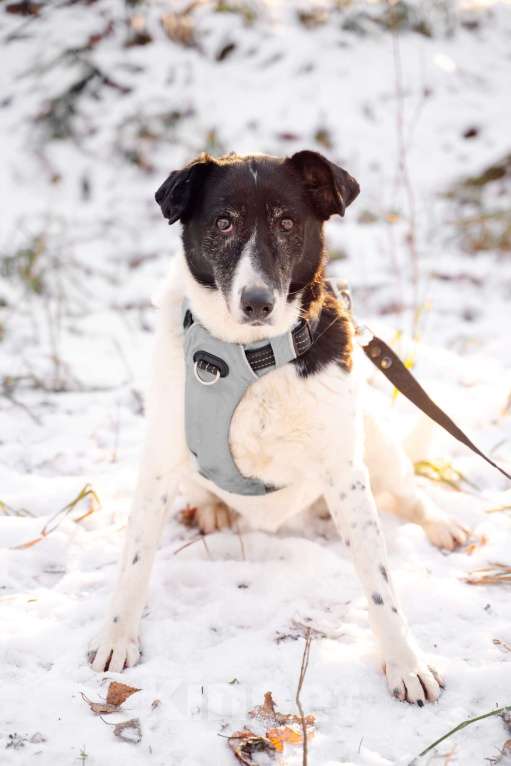 Собаки в Москве: Долли Девочка, Бесплатно - фото 5