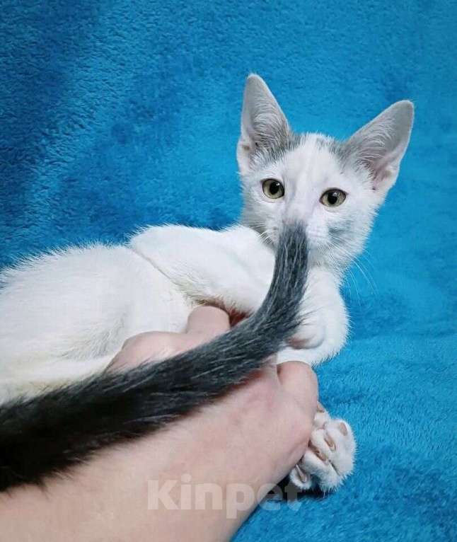 Кошки в Москве: Котята в добрые руки Мальчик, Бесплатно - фото 3