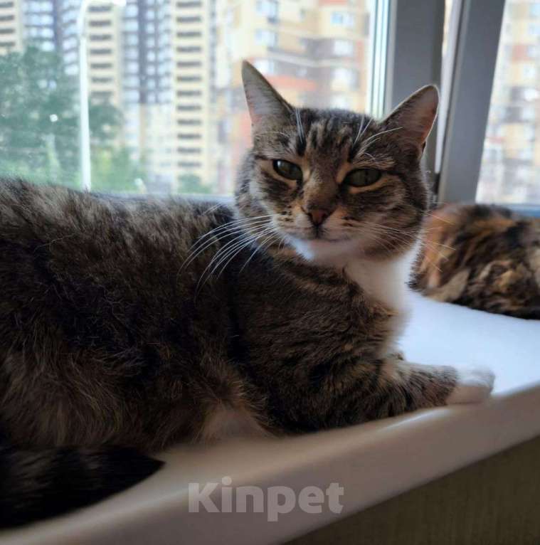 Кошки в Москве: Самая ласковая и человеколюбивая кошечка Сима ищет любящую семью 🤍 Девочка, Бесплатно - фото 4