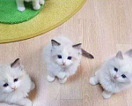 Кошки в Москве: Кото-детки Рэгдолл Девочка, 35 000 руб. - фото 3