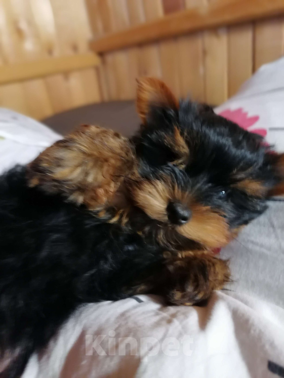 Собаки в Москве: Щенки Йорка  мини девочка Девочка, 50 000 руб. - фото 5