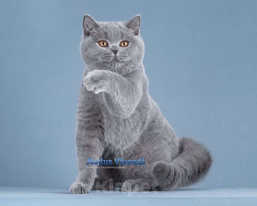 Кошки в других городах Московской области: Ручная ласковая малышка Девочка, 50 000 руб. - фото 1