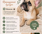 Собаки в Тейково: Щенок французского бульдога. Мальчик, 45 000 руб. - фото 1