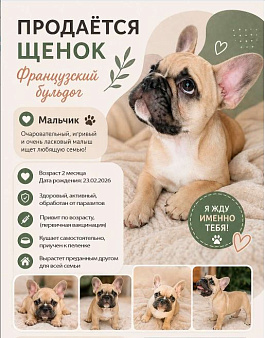 Щенок французского бульдога.