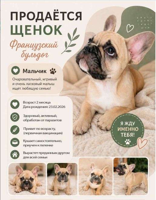 Собаки в Тейково: Щенок французского бульдога. Мальчик, 45 000 руб. - фото 1