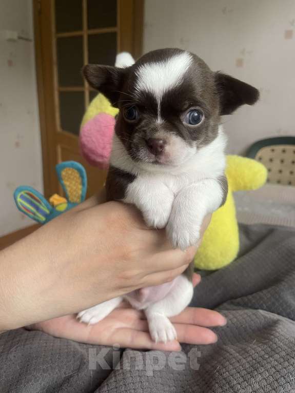 Собаки в Санкт-Петербурге: Щенок чихуахуа Мальчик, 35 000 руб. - фото 3